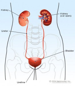 urinary_structures